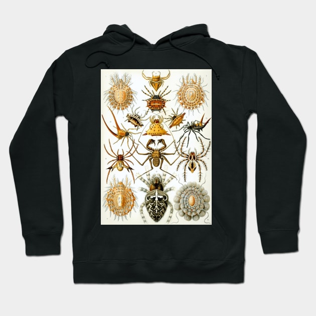 Arachnids by Ernst Haeckel Hoodie by MasterpieceCafe